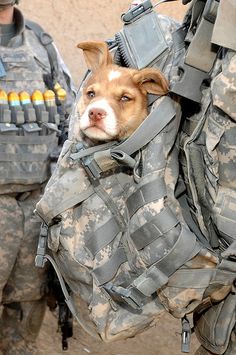 puppy in army backpack