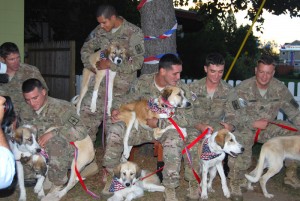 afgan soldiers reunited with dogs