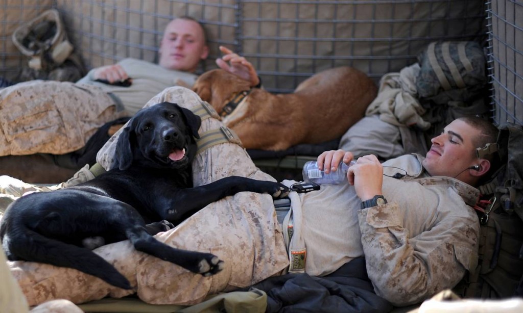 soldiers and dogs lying down