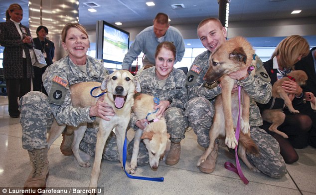 soldiers reunited with dogs at airport