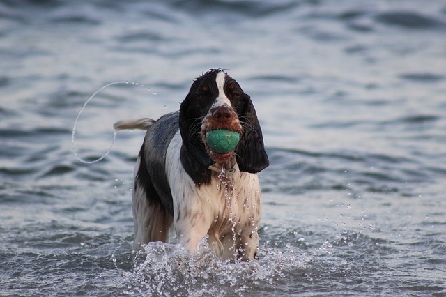 dog beach photo