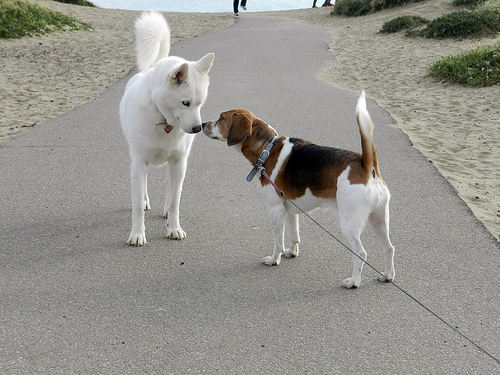 DSCN0113 by dwhartwig dog at park photo