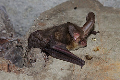 Vampire Bat Myth