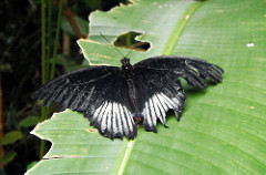 Black Butterfly Myth