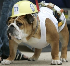 English Bulldog Construction Worker Costume