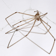 Daddy Long legs Myths