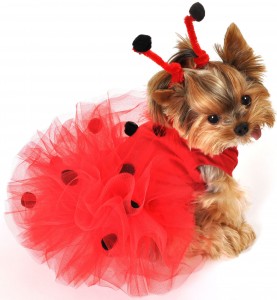 Yorkshire Terrier ladybug Costume