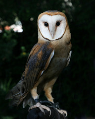 owl photo