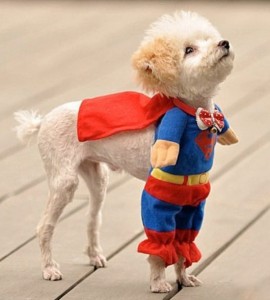 Superman dog costume