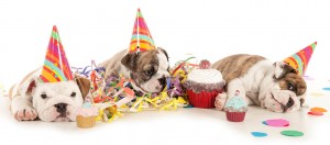 dog-birthday-blog-teaser-new