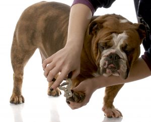 Importance-of-Cutting-Dogs-Nails