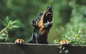 Animals-Dogs-Angry-Doberman-barking